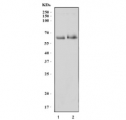 Western blot testing of 1) rat brain and 2) mouse brain tissue lysate with Fatty-acid amide hydrolase 1 antibody. Predicted molecular weight ~63 kDa.