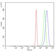 Flow cytometry testing of human U-2 OS cells with FBL antibody at 1ug/million cells (blocked with goat sera); Red=cells alone, Green=isotype control, Blue= FBL antibody.