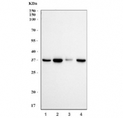 Western blot testing of 1) monkey COS-7, 2) human HEK293, 3) human A375 and 4) human HepG2 cell lysate with FBL antibody. Predicted molecular weight ~34 kDa.