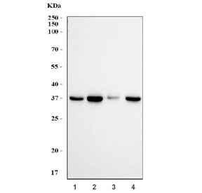 Western blot testing of 1) monkey COS-7, 2) human HEK293, 3) human A375 and 4) human HepG2 cell lysate with FBL antibody. Predicted molecular weight ~34 kDa.