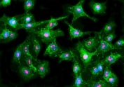 Immunofluorescent staining of FFPE human A549 cells with FBL antibody (Dylight 594-conjugated secondary, red) and Phalloidin-iFluor 488 conjugate (green). HIER: steam section in pH6 citrate buffer for 20 min.