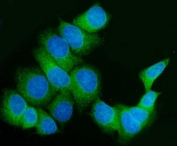 Immunofluorescent staining of FFPE human MCF7 cells with FKBP10 antibody (green) and DAPI nuclear stain (blue). HIER: steam section in pH6 citrate buffer for 20 min.