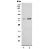 Wester blot testing of human 1) HeLa and 2) HEK293 cell lysate with GAS1 antibody. Predicted molecular weight ~36 kDa but may be observed at higher molecular weights due to glycosylation.