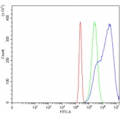 Flow cytometry testing of human HeLa cells with GAS1 antibody at 1ug/million cells (blocked with goat sera); Red=cells alone, Green=isotype control, Blue= GAS1 antibody.