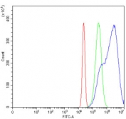 Flow cytometry testing of human HeLa cells with GAS1 antibody at 1ug/million cells (blocked with goat sera); Red=cells alone, Green=isotype control, Blue= GAS1 antibody.