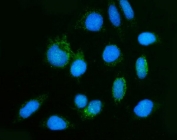 Immunofluorescent staining of FFPE human Hep3B cells with GHITM antibody (green) and DAPI nuclear stain (blue). HIER: steam section in pH6 citrate buffer for 20 min.
