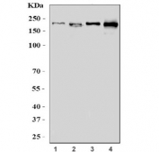 Western blot testing of human 1) HeLa, 2) HEK293, 3) Jurkat and 4) HEL cell lysate with GIGYF2 antibody. Expected molecular weight: 150-180 kDa.