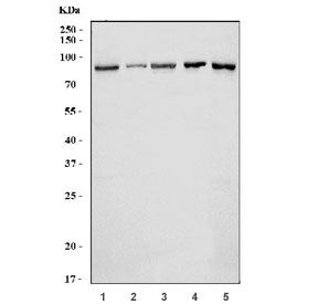 Western blot testing of 1) human A549, 2) human HACAT, 3) human Jurkat, 4) rat brain and 5) mouse brain tissue lysate with GIT1 antibody. Expected molecular weight: 84-95 kDa.