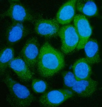 Immunofluorescent staining of FFPE human A431 cells with GLUL antibody (green) and DAPI nuclear stain (blue). HIER: steam section in pH6 citrate buffer for 20 min.
