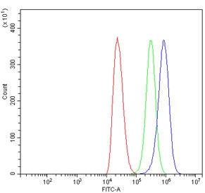 Flow cytometry testing of human ThP-1 cells with GLUL antibody at 1ug/million cells (blocked with goat sera); Red=cells alone, Green=isotype control, Blue= GLUL antibody.