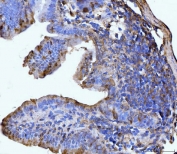 IHC staining of FFPE mouse colon tissue with GLUL antibody. HIER: boil tissue sections in pH8 EDTA for 20 min and allow to cool before testing.