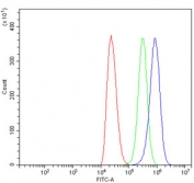 Flow cytometry testing of human ThP-1 cells with GLUL antibody at 1ug/million cells (blocked with goat sera); Red=cells alone, Green=isotype control, Blue= GLUL antibody.