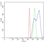 Flow cytometry testing of human HeLa cells with Nucleostemin antibody at 1ug/million cells (blocked with goat sera); Red=cells alone, Green=isotype control, Blue= Nucleostemin antibody.