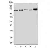 Western blot testing of 1) human HepG2, 2) human T-47D, 3) human HACAT, 4) rat testis and 5) mouse testis tissue lysate with Golgin 97 antibody. Expected molecular weight: 88-97 kDa.