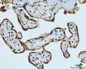 IHC staining of FFPE human placental tissue with HES5 antibody. HIER: boil tissue sections in pH8 EDTA for 20 min and allow to cool before testing.