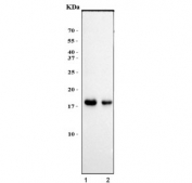 Western blot testing of human 1) HaCaT and 2) HepG2 cell lysate with HES5 antibody. Predicted molecular weight ~18 kDa.