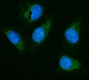 Immunofluorescent staining of FFPE human U-2 OS cells with Hexosaminidase A antibody (green) and DAPI nuclear stain (blue). HIER: steam section in pH6 citrate buffer for 20 min.