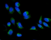 Immunofluorescent staining of FFPE human PC-3 cells with GRPEL1 antibody (green) and DAPI nuclear stain (blue). HIER: steam section in pH6 citrate buffer for 20 min.