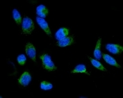 Immunofluorescent staining of FFPE human PC-3 cells with GRPEL1 antibody (green) and DAPI nuclear stain (blue). HIER: steam section in pH6 citrate buffer for 20 min.