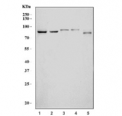 Western blot testing of 1) human K562, 2) human Raji, 3) rat pancreas, 4) mouse pancreas and 5) mouse NIH 3T3 cell lysate with GSPT1/2 antibody. Expected molecular weight: 58-80 kDa.