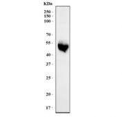 Western blot testing of human HepG2 cell lysate with HS2ST1 antibody. Predicted molecular weight ~42 kDa.