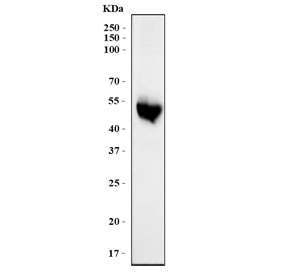 Western blot testing of human HepG2 cell lysate with HS2ST1 antibody. Pr