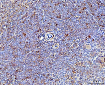 IHC staining of FFPE mouse spleen tissue with Il-17a antibody. HIER: boil tissue sections in pH8 EDTA
