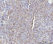 IHC staining of FFPE rat spleen tissue with Il-17a antibody. HIER: boil tissue sections in pH8 EDTA for 20 min and allow to cool before testing.