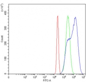 Flow cytometry testing of human HeLa cells with KDM6A antibody at 1ug/million cells (blocked with goat sera); Red=cells alone, Green=isotype control, Blue= KDM6A antibody.