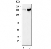 Western blot testing of human 1) MCF7 and 2) HEK293 cell lysate with KDM6A antibody. Predicted molecular weight ~154 kDa.