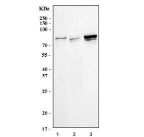 Western blot testing of human 1) HeLa, 2) A549 and 3) MCF7 cell lysate with KIFC1 antibody. Predicted molecular weight ~74 kDa.