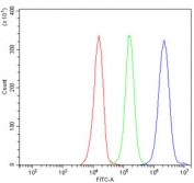 Flow cytometry testing of human JK-1 cells with KIFC1 antibody at 1ug/million cells (blocked with goat sera); Red=cells alone, Green=isotype control, Blue= KIFC1 antibody.