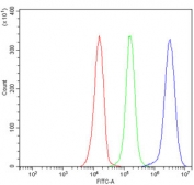 Flow cytometry testing of human JK-1 cells with LAMTOR1 antibody at 1ug/million cells (blocked with goat sera); Red=cells alone, Green=isotype control, Blue= LAMTOR1 antibody.