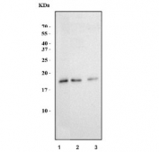 Western blot testing of 1) monkey COS-7, 2) human MCF7 and 3) rat lung tissue lysate with LAMTOR1 antibody. Predicted molecular weight ~18 kDa.