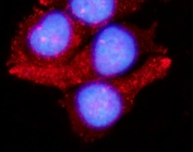 Immunofluorescent staining of FFPE human MCF7 cells with LAMTOR1 antibody (red) and DAPI nuclear stain (blue). HIER: steam section in pH6 citrate buffer for 20 min.