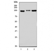 Western blot testing of human 1) HEK293, 2) Jurkat and 3) K562 cell lysate with LARP4B antibody. Predicted molecular weight ~81 kDa.