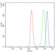 Flow cytometry testing of human ThP-1 cells with LARP4B antibody at 1ug/million cells (blocked with goat sera); Red=cells alone, Green=isotype control, Blue= LARP4B antibody.