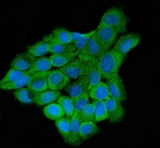 Immunofluorescent staining of FFPE human A431 cells with LARP4B antibody (green) and DAPI nuclear stain (blue). HIER: steam section in pH6 citrate buffer for 20 min.