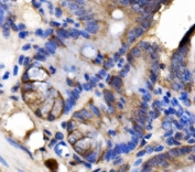 IHC staining of FFPE mouse colon tissue with LSR antibody. HIER: boil tissue sections in pH8 EDTA for 20 min and allow to cool before testing.