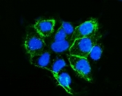 Immunofluorescent staining of FFPE human A431 cells with LSR antibody (green) and DAPI nuclear stain (blue). HIER: steam section in pH6 citrate buffer for 20 min.