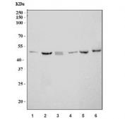 Western blot testing of 1) human 293T, 2) human HepG2, 3) human Jurkat, 4) rat brain, 5) mouse brain and 6) mouse lung tissue lysate with MEK2 antibody. Expected molecular weight: 45-50 kDa.