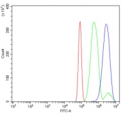 Flow cytometry testing of rat RH35 cells with MEK2 antibody at 1ug/million cells (blocked with goat sera); Red=cells alone, Green=isotype control, Blue= MEK2 antibody.