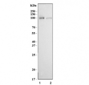 Western blot testing of human 1) Raji and 2) Jurkat cell lysate with HPK1 antibody. Predicted molecular weight ~96 kDa.