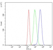 Flow cytometry testing of human SiHa cells with HPK1 antibody at 1ug/million cells (blocked with goat sera); Red=cells alone, Green=isotype control, Blue= HPK1 antibody.