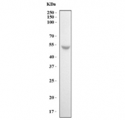 Western blot testing of human HepG2 cell lysate with Collagenase 3 antibody. Predicted molecular weight ~54 kDa.