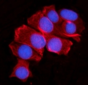 Immunofluorescent staining of FFPE human MCF7 cells with MOV10 antibody (red) and DAPI nuclear stain (blue). HIER: steam section in pH6 citrate buffer for 20 min.