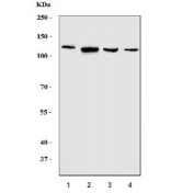 Western blot testing of human 1) HeLa, 2) 293T, 3) HepG2 and 4) Jurkat cell lysate with MOV10 antibody. Predicted molecular weight ~114 kDa.