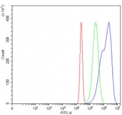 Flow cytometry testing of human HeLa cells with MSH6 antibody at 1ug/million cells (blocked with goat sera); Red=cells alone, Green=isotype control, Blue= MSH6 antibody.