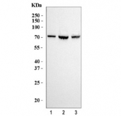 Western blot testing of human 1) HeLa, 2) HepG2 and 3) Raji cell lysate with MT-ND5 antibody. Expected molecular weight: 65-70 kDa.