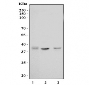 Western blot testing of human 1) HepG2, 2) HEK293 and 3) Jurkat cell lysate with MAT II beta antibody. Predicted molecular weight: ~37 kDa.